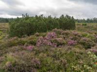Blühende Besenheide und Latschengruppe